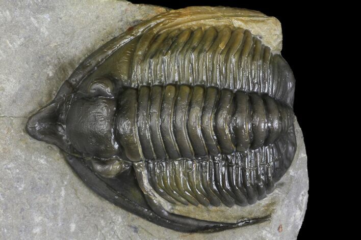 Diademaproetus Trilobite - Ofaten, Morocco #171482